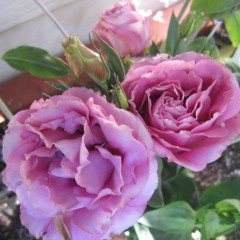 Katmerli Kiraz Renkli Cherry Sorbet Lisianthus Fidesi (5 Adet)