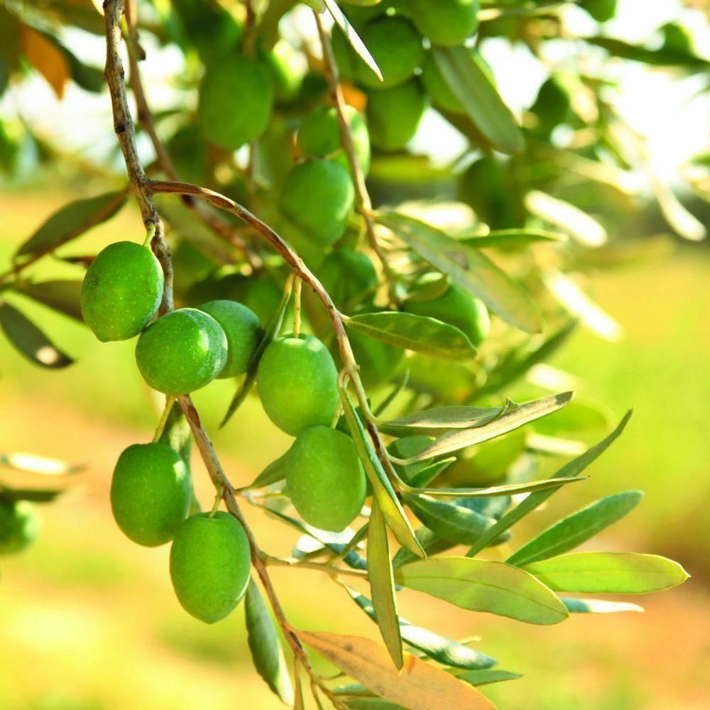 Yeni Hasat İri Boy Yeşil Kırmalık Çizmelik Gemlik Zeytin (5kg)