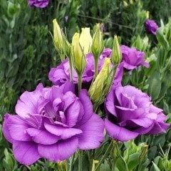 Katmerli  Mor Advantage Purple Lisianthus  Fidesi (5 Adet)