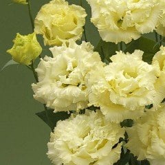 Katmerli Sarı Chaconne Yellow Lisianthus Fidesi (5 Adet)