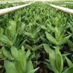 Katmerli Mor  Nightngale Lisianthus  Fidesi (5 Adet)
