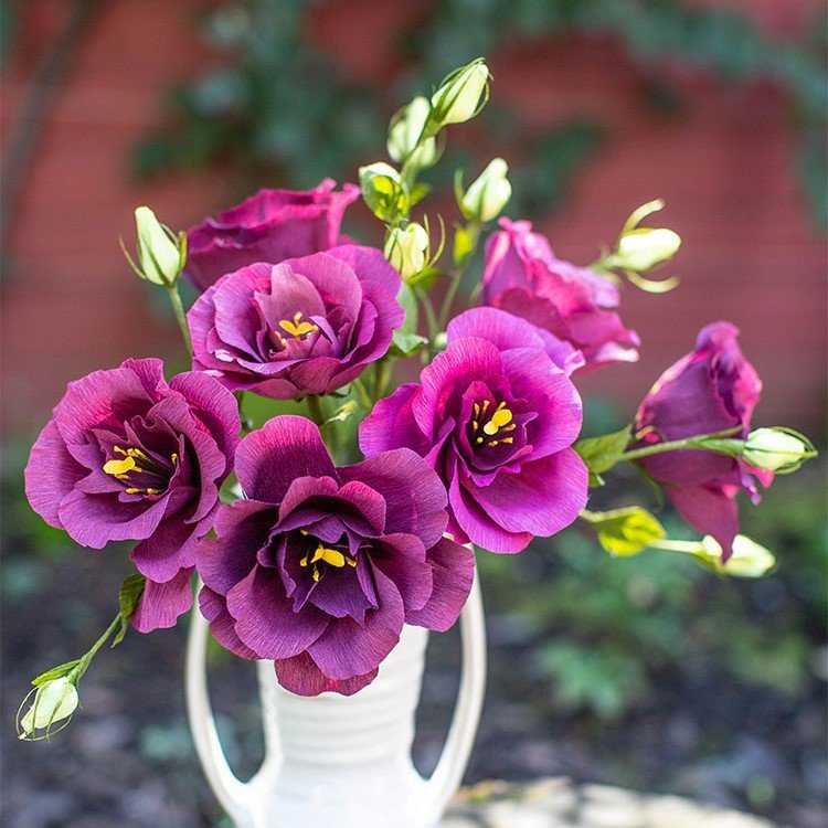 Katmerli Mor  Nightngale Lisianthus  Fidesi (5 Adet)