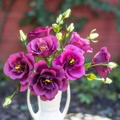 Katmerli Mor  Nightngale Lisianthus  Fidesi (5 Adet)
