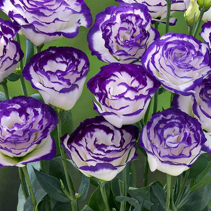 Katmerli  Mavi Ton Blue Picotee Lisianthus Fidesi (5 Adet)