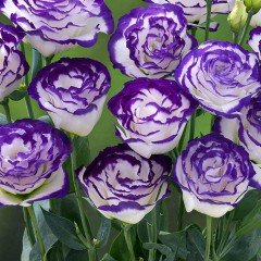 Katmerli  Mavi Ton Blue Picotee Lisianthus Fidesi (5 Adet)