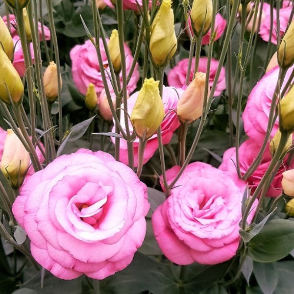 Katmerli Açık Pembe Clear Pink Lisianthus  Fidesi (5 Adet)