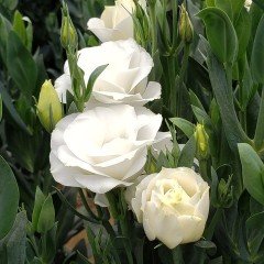 Beyaz Katmerli F1 White Lisianthus Çiçeği Tohumu(5 tohum)