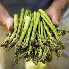 Kuşkonmaz Tohumu (500 adet)