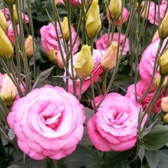 Pembe  Katmerli Clear Pink Lisianthus Çiçeği Tohumu(5 adet)