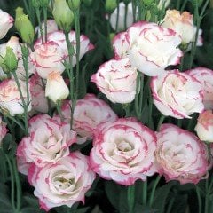 Pembe Katmerli Pink Picotee Lisianthus Çiçeği Tohumu(5 adet)