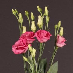 Gül Pembesi Katmerli Lisianthus Çiçeği Tohumu(5 adet)