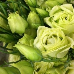 Chaconne Yeşil Katmerli Lisianthus Çiçeği Tohumu(5 adet)