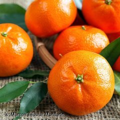 Tüplü Meyve Verme Yaşında W.Murcot Mandalina Fidanı