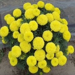 Yellow Calypso Sarı İri Kafa Kadife Çiçeği Fidesi (3 adet)