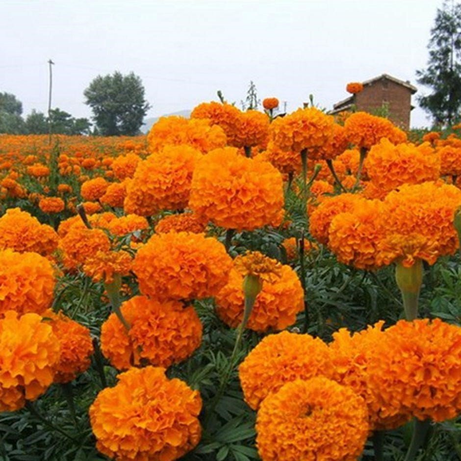 Orange Calypso Turuncu İri Kafa Kadife Çiçeği Fidesi (3 adet)