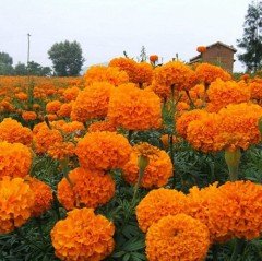 Orange Calypso Turuncu İri Kafa Kadife Çiçeği Fidesi (3 adet)