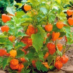 Tüplü Verimli Yer Kirazı Altın Çilek Fidanı (60-100 cm)