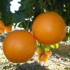 Tüplü Aşılı Leziz Bol Verimli Navel Portakal Fidanı