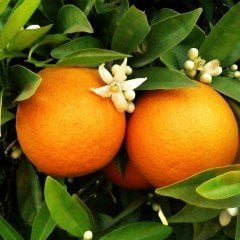 Tüplü Aşılı Verimli Şeker Portakal Fidanı (Sınırlı Sayıda)