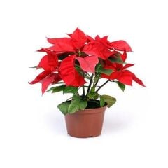 Saksıda Poinsetia Atatürk Çiçeği Yaprak Dökmeyen Tür