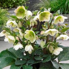 Helleborus Green Star Noel Gülü Çiçeği (1 ADET)
