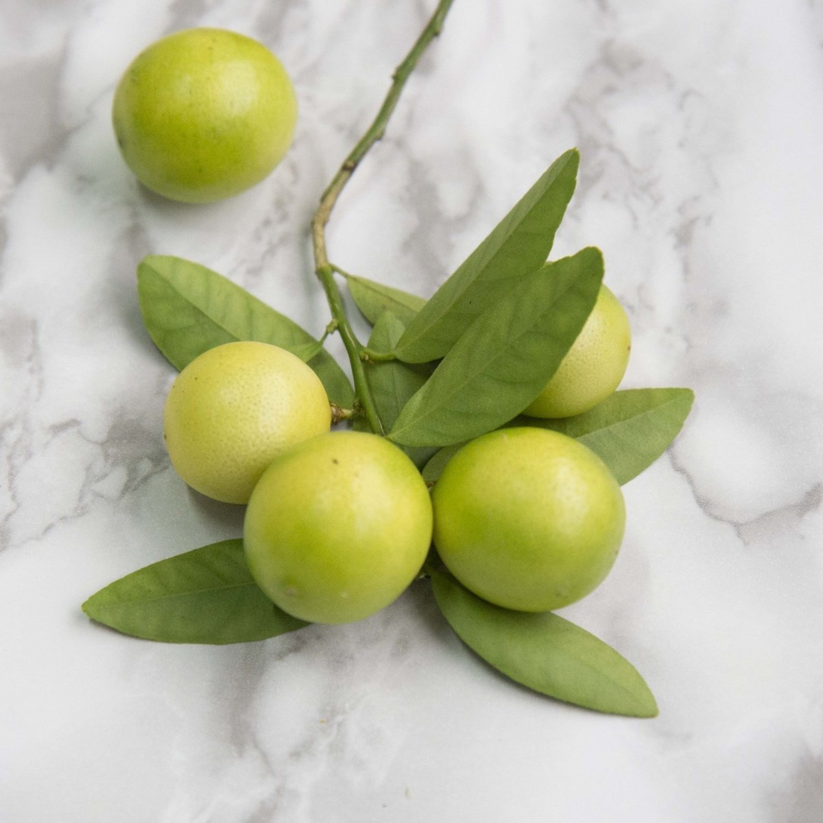 Tüplü Aşılı Aromatik Melez Limequat Fidanı