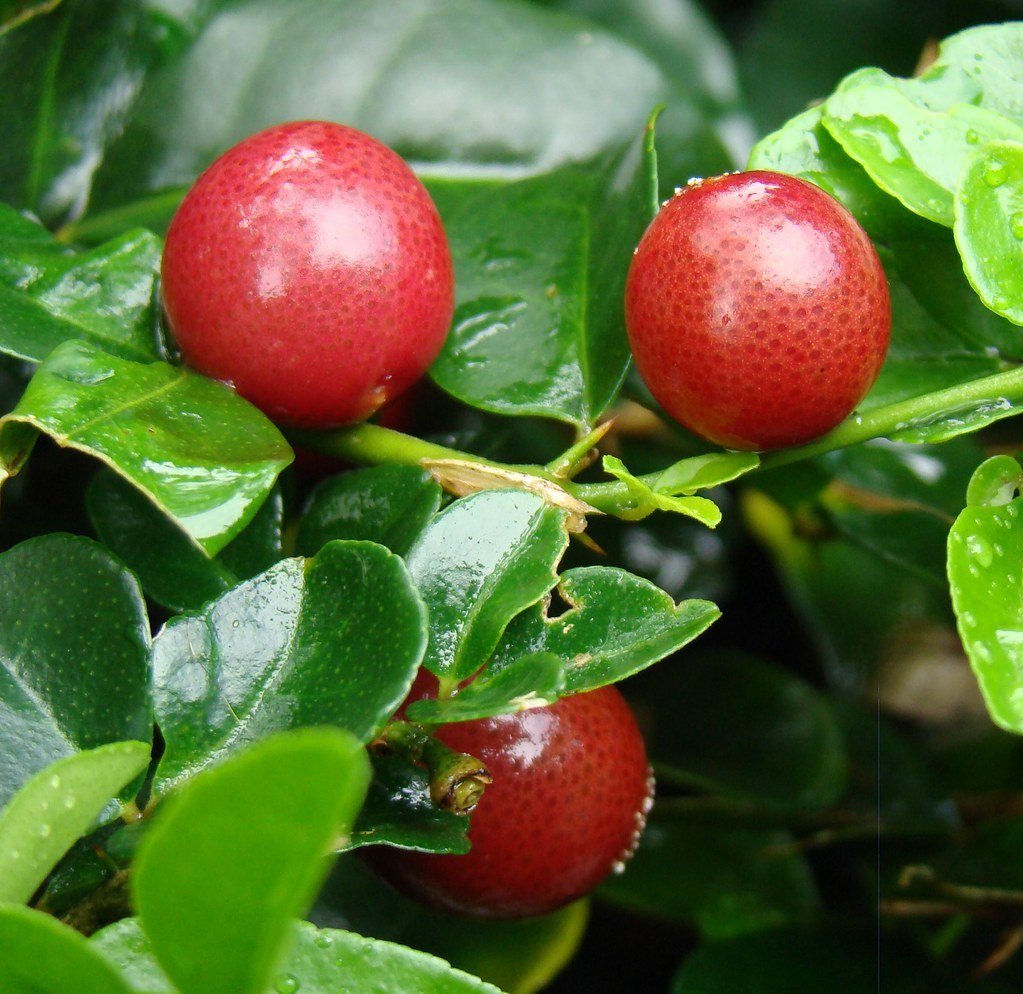 Tüplü Aşılı Aromatik Limeberry Fidanı
