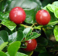 Tüplü Aşılı Aromatik Limeberry Fidanı