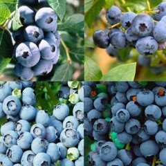 20 Adet Yaban Mersini Fidesi Paketi 5-15 cm