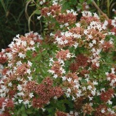 Tüplü Abelya (Abelia) Fidanı