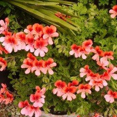 Sarkıcı PAC Angeleyes Orange Sardunya Canan Çiçeği Saksılı