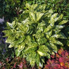 Tüplü Akuba (Aucuba Japonica, Keklik Kanadı) Fidanı