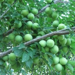Yeşil Can Erik Turfanda Taze (1000 gram)