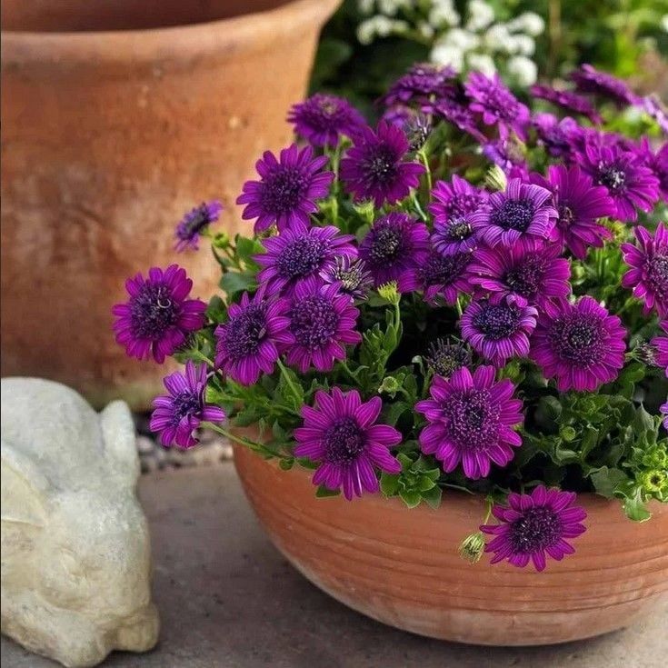 Erato Double Purple Katmerli Bodrum Papatyası Çiçeği Fidesi (1 Fide)