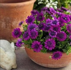 Erato Double Purple Katmerli Bodrum Papatyası Çiçeği Fidesi (1 Fide)