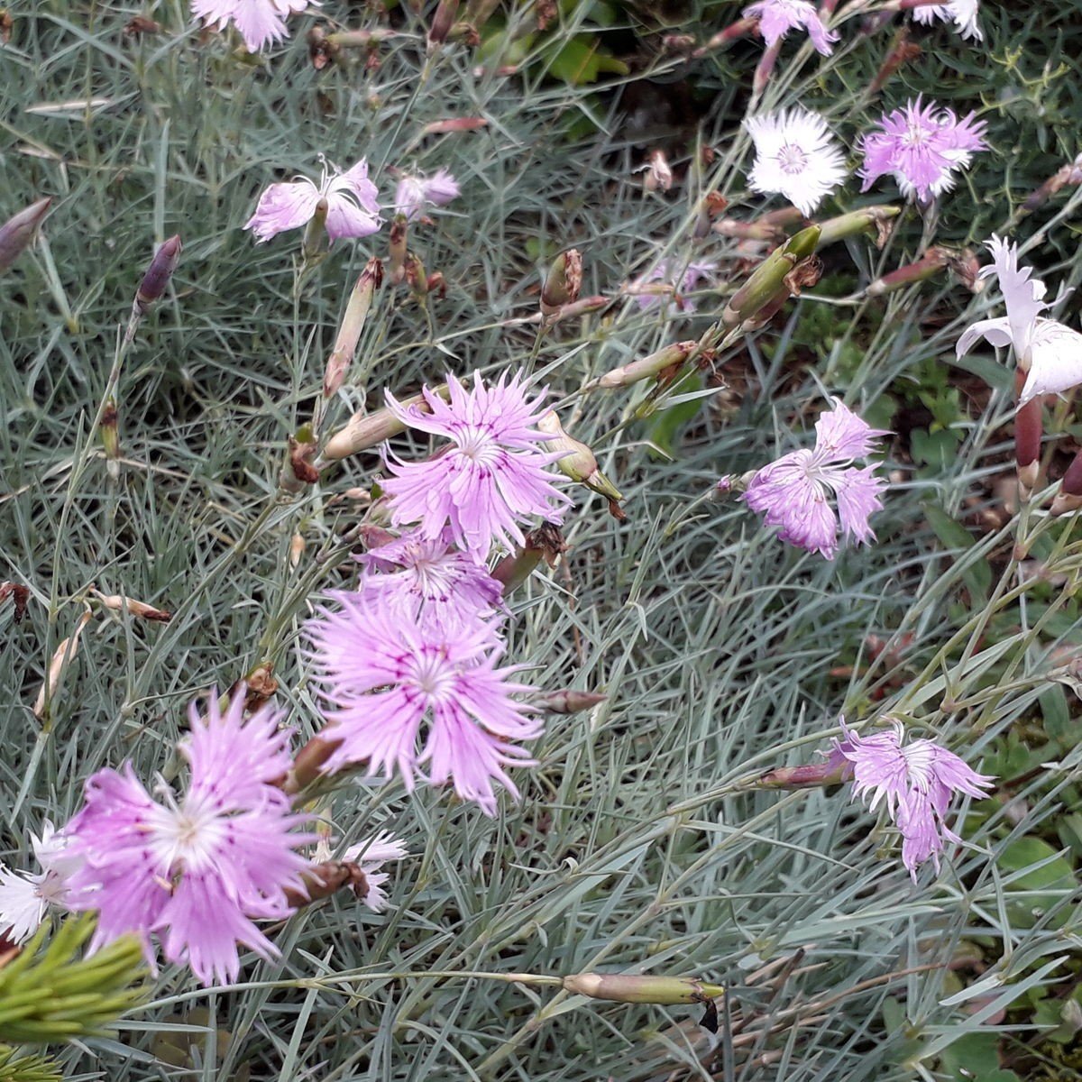 Pembe Dianthus Çiçeği Tohumu (50 adet)