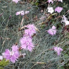 Pembe Dianthus Çiçeği Tohumu (50 adet)
