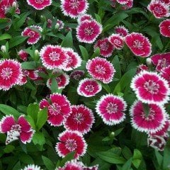 Lila Sweet William Dianthus Barbadus Çiçeği Tohumu (50 adet)