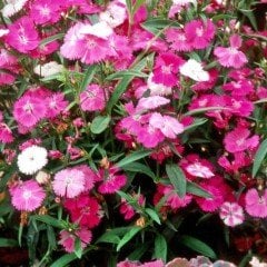 Dianthus Bahar Pembesi Çiçeği Tohumu (50 adet)
