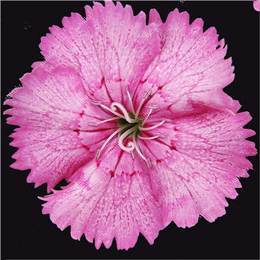 Çin Pembe Dianthus Çiçeği Tohumu (50 tohum)