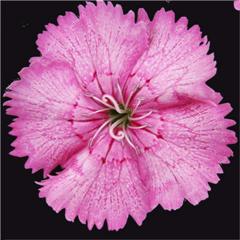 Çin Pembe Dianthus Çiçeği Tohumu (50 tohum)