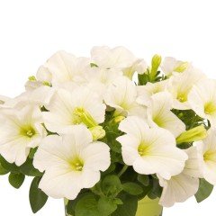 Pegasus Patio White Sarkıcı Petunya 9 luk Saksıda Çiçekli
