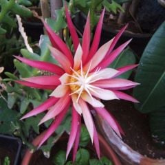 Epiphyllum Selenicereus Anthonyanus Atlas Çiçeği Fidanı (9 Luk Saksıda)