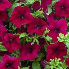 Pegasus Patio Burgundy Petunya Çiçeği 9 Luk Saksı