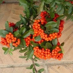 Tüplü Ateş Dikeni (Pyracantha) Fidanı