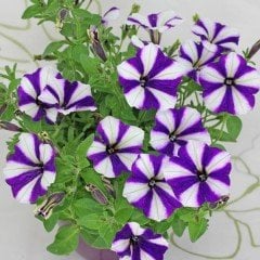Pegasus Patio Blue Star Petunya Çiçeği 9 Luk Saksıda