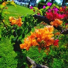 Tüplü Sarı Kavun İçi Begonvil (Gelin Duvağı-Rodos Sarmaşığı) Fidanı