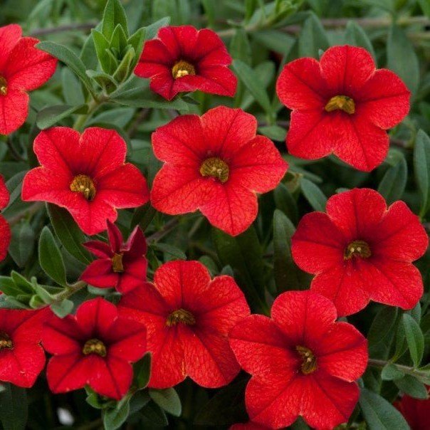Sarkan Pegasus Patio Red Star Petunya Çiçeği 9 Luk Saksıda