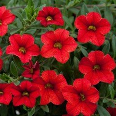 Sarkan Pegasus Patio Red Star Petunya Çiçeği 9 Luk Saksıda