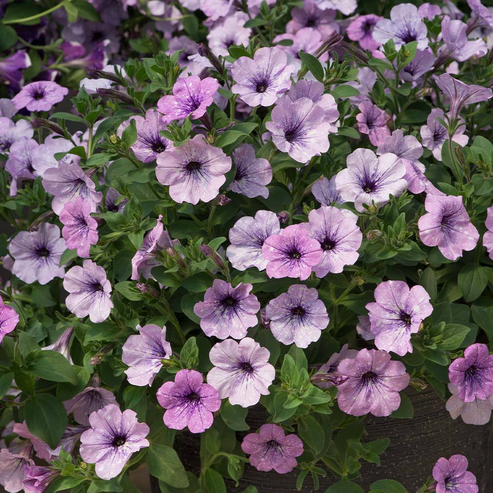 Saksıda Pegasus Patio Lavender Vein Petunya Çiçeği Çiçek Açma Durumunda